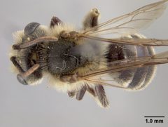 Andrena (Opandrena) cressonii tallahasensis by the Smithsonian. Used under a CC0 license.