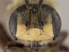 Andrena (Opandrena) cressonii tallahasensis by the Smithsonian. Used under a CC0 license.