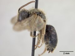 Andrena (Opandrena) cressonii ivanensis by the Smithsonian. Used under a CC0 license.
