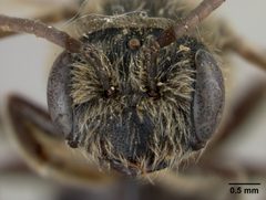 Andrena (Opandrena) cressonii ivanensis by the Smithsonian. Used under a CC0 license.