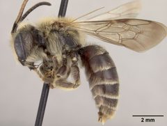 Andrena (Opandrena) cressonii tallahasensis by the Smithsonian. Used under a CC0 license.