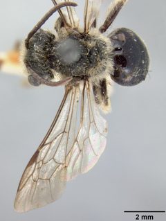 Andrena (Opandrena) cressonii ivanensis by the Smithsonian. Used under a CC0 license.