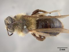 Andrena dunningi by the Smithsonian. Used under a CC0 license.