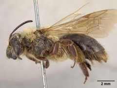 Andrena dunningi by the Smithsonian. Used under a CC0 license.