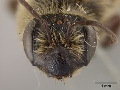 Andrena dunningi by the Smithsonian. Used under a CC0 license.