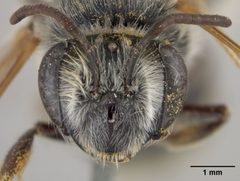 Andrena fracta by the Smithsonian. Used under a CC0 license.