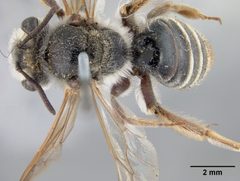 Andrena fracta by the Smithsonian. Used under a CC0 license.