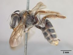 Andrena fracta by the Smithsonian. Used under a CC0 license.