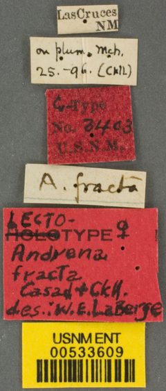 Andrena fracta by the Smithsonian. Used under a CC0 license.