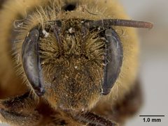 Andrena haynesi by the Smithsonian. Used under a CC0 license.