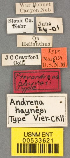 Andrena haynesi by the Smithsonian. Used under a CC0 license.