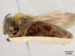 Andrena haynesi by the Smithsonian. Used under a CC0 license.