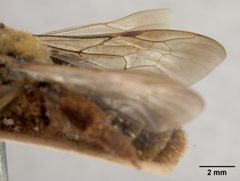 Andrena haynesi by the Smithsonian. Used under a CC0 license.