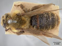 Andrena haynesi by the Smithsonian. Used under a CC0 license.