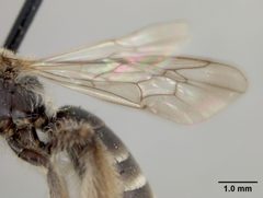 Andrena (Hesperandrena) lativentris by the Smithsonian. Used under a CC0 license.