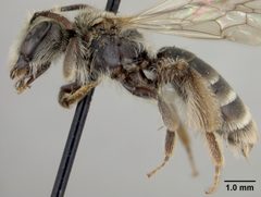 Andrena (Hesperandrena) lativentris by the Smithsonian. Used under a CC0 license.