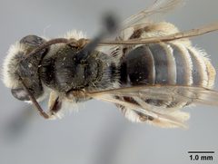 Andrena (Hesperandrena) lativentris by the Smithsonian. Used under a CC0 license.