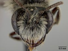 Andrena (Hesperandrena) lativentris by the Smithsonian. Used under a CC0 license.