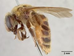 Andrena melliventris by the Smithsonian. Used under a CC0 license.