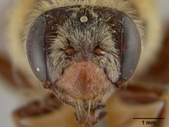 Andrena melliventris by the Smithsonian. Used under a CC0 license.