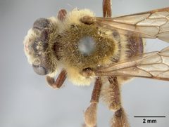 Andrena melliventris by the Smithsonian. Used under a CC0 license.