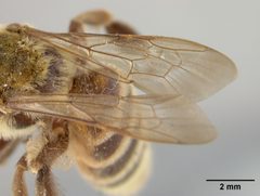 Andrena melliventris by the Smithsonian. Used under a CC0 license.