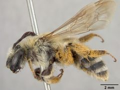 Andrena mentzeliae by the Smithsonian. Used under a CC0 license.