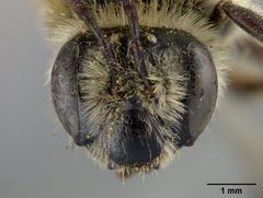Andrena mentzeliae by the Smithsonian. Used under a CC0 license.