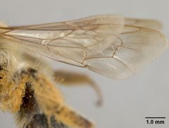 Andrena mentzeliae by the Smithsonian. Used under a CC0 license.