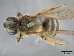 Andrena mentzeliae by the Smithsonian. Used under a CC0 license.