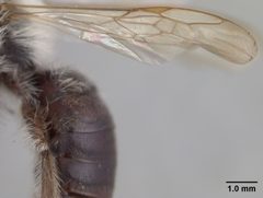 Andrena mesillae by the Smithsonian. Used under a CC0 license.