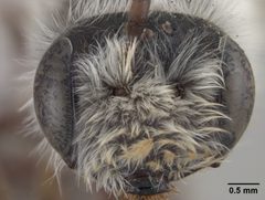 Andrena mesillae by the Smithsonian. Used under a CC0 license.