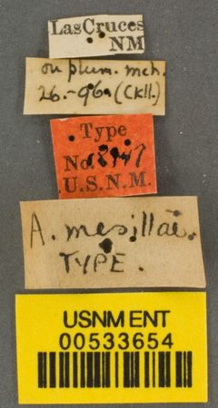 Andrena mesillae by the Smithsonian. Used under a CC0 license.
