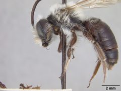 Andrena mesillae by the Smithsonian. Used under a CC0 license.
