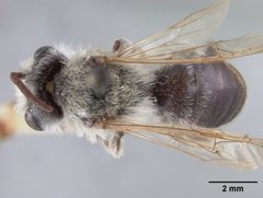 Andrena mesillae by the Smithsonian. Used under a CC0 license.