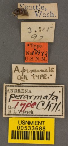 Andrena perarmata by the Smithsonian. Used under a CC0 license.