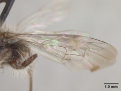 Andrena perarmata by the Smithsonian. Used under a CC0 license.