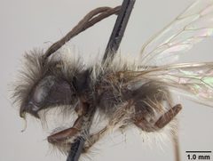 Andrena perarmata by the Smithsonian. Used under a CC0 license.