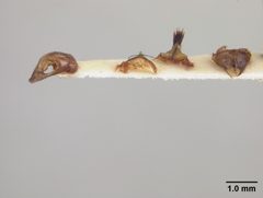 Andrena perarmata by the Smithsonian. Used under a CC0 license.