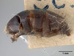 Andrena perarmata by the Smithsonian. Used under a CC0 license.