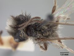 Andrena perarmata by the Smithsonian. Used under a CC0 license.