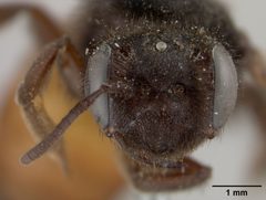 Andrena prima by the Smithsonian. Used under a CC0 license.