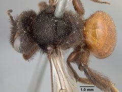 Andrena prima by the Smithsonian. Used under a CC0 license.