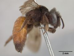 Andrena prima by the Smithsonian. Used under a CC0 license.