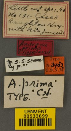 Andrena prima by the Smithsonian. Used under a CC0 license.