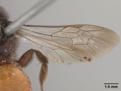 Andrena prima by the Smithsonian. Used under a CC0 license.