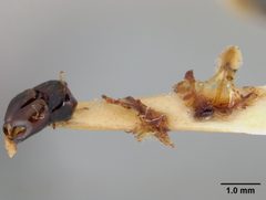 Andrena prunorum by the Smithsonian. Used under a CC0 license.