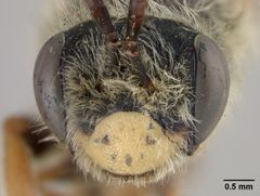 Andrena prunorum gillettei by the Smithsonian. Used under a CC0 license.