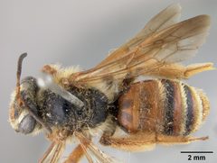 Andrena prunorum gohrmanae by the Smithsonian. Used under a CC0 license.