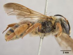 Andrena prunorum gohrmanae by the Smithsonian. Used under a CC0 license.